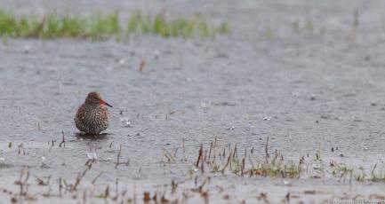 De Vosse en Weerlaner polder scoort dus heel goed in vergelijking met andere natuurgebieden.