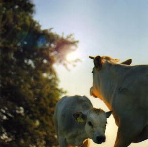 DIER- EN KLIMAATVRIENDELIJK Vroeger stonden in ieder weiland heggen, bosjes en mooie, oude bomen. Rond het middaguur kon je de koeien, schapen en paarden vredig in de schaduw hun siësta zien houden.