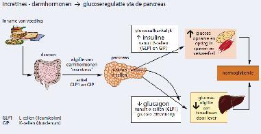 De fysiologie van darmhormonen (incretines) en hun glucoseafhankelijkheid Behandelopties via het incretinesysteem linagliptine Neumiller. Clin Therap 2011; 33:528-576. Baetta et al.