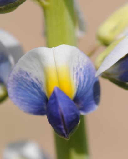 Lupine past in een gezond menu claims Beter verzadigingsgevoel en energie balans: tegen obesitas Is van invloed op