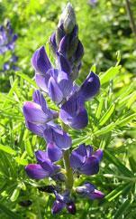 lupine: