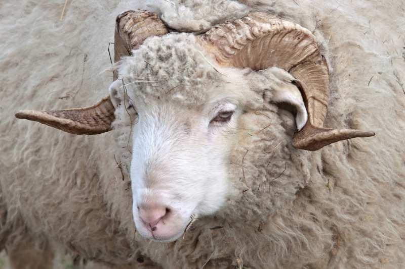 VEEL SUCCES! 1. IS DIT EEN HUISDIER VOOR JOU? 2. MAAK KENNIS MET HET SCHAAP 3.