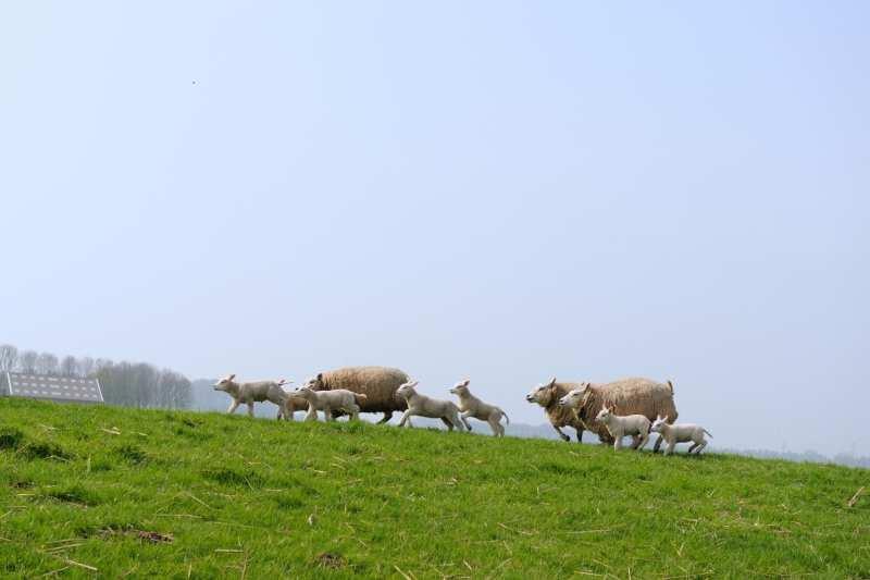 schaapsscheerder. Die begin te scheren onder de kop, en hij werkt richting staart, waarbij hij de dikke laag wol in één geheel van het schaap verwijdert.