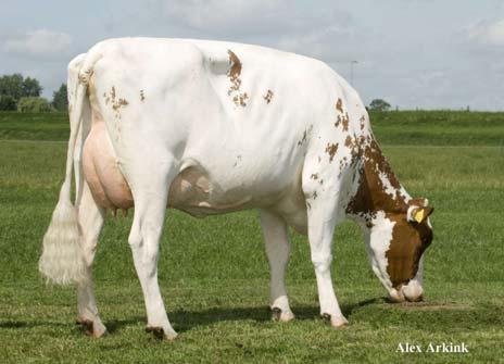 Indeling Holstein
