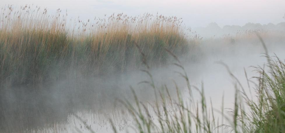 SAMENVATTING Wat is het effect van het (herziene) watergangenbeheer door het waterschap Noorderzijlvest op de broedvogels van 't Hogeland?