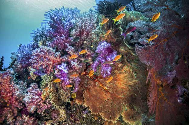 De muur en rotsen van duikstek Total Recall zijn uitbundig begroeid met zacht koraal en gorgonen TOPSPOTS GREAT WHITE WALL De witte muur, Fiji s bekendste duik, betreed je via een ruime, aflopende