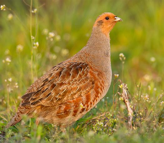 Ze vangen dagelijks duizenden ongewervelden in kruidenrijke graslanden. In stukken met hogere vegetatie vinden ze de noodzakelijke dekking tegen predatoren.