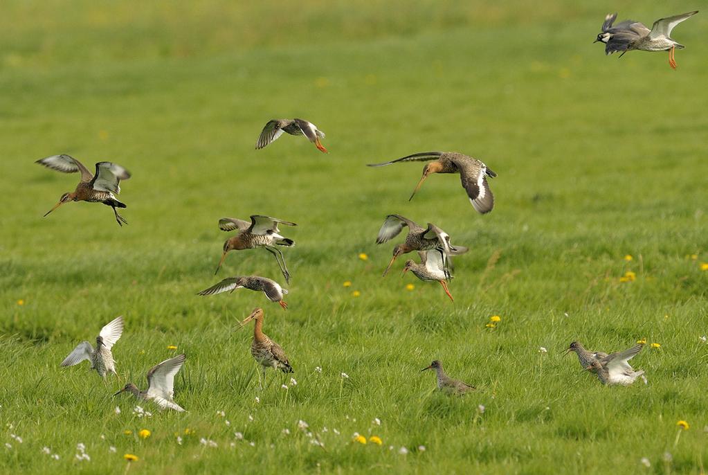 2. BOERENLANDVOGELS, HUN LEEFGEBIEDEN EN BEDREIGINGEN 16 Het verdwijnen van landschapselementen als houtwallen, heggen en ruige overhoekjes en de teloorgang van de afwisseling tussen akkertjes met