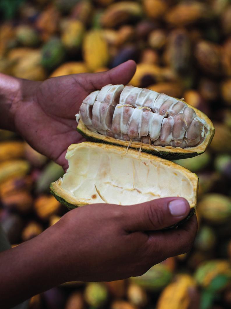 WAT DOET FAIRTRADE? Fairtrade stimuleert een geïntegreerde aanpak om tot een leefbaar inkomen te komen.