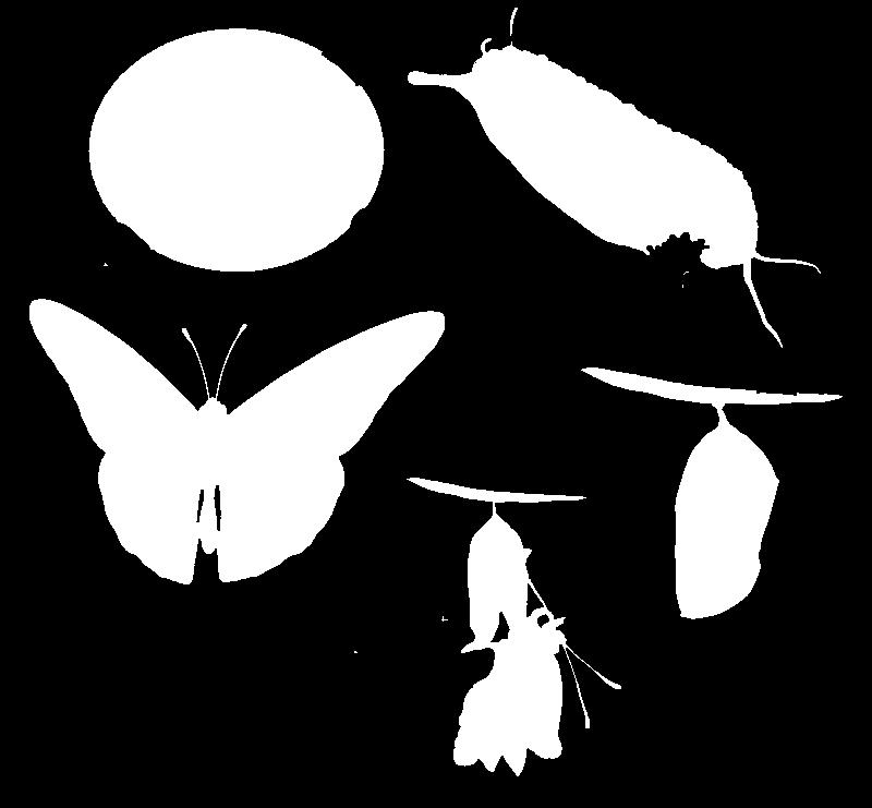 De rups eet zich vol met blaadjes. Hij groeit maar door. 4. De vlinder uit de pop Binnen in de pop verandert de rups in een vlinder.