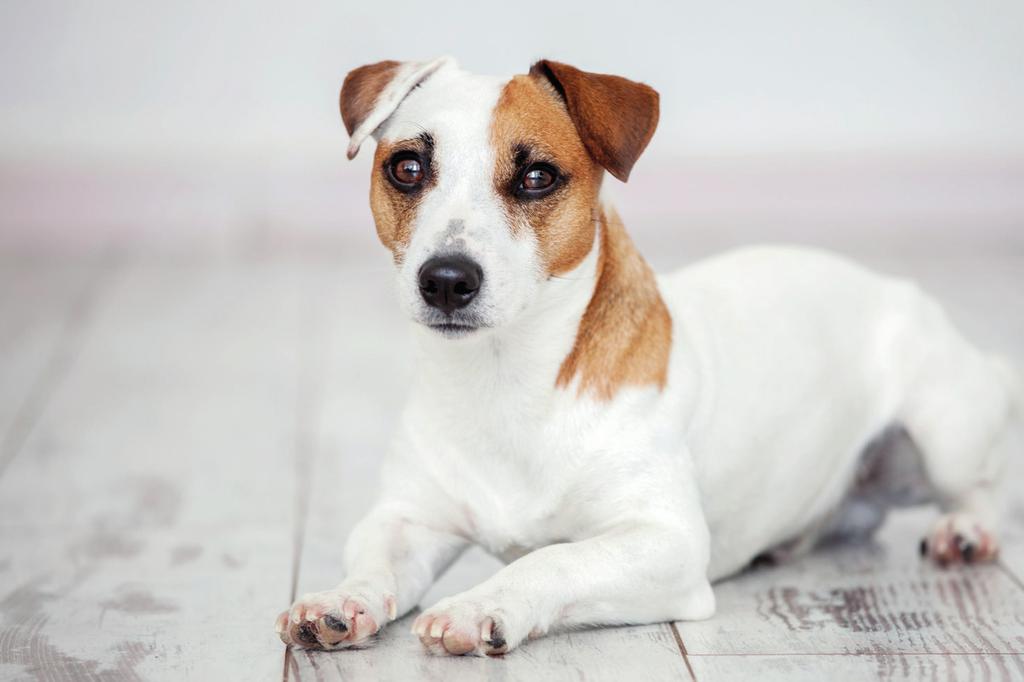 Sterilisatie/Castratie Er wordt vaak gedacht dat een teefje gesteriliseerd wordt en een reu gecastreerd. In de praktijk worden teefjes echter vaker gecastreerd dan gesteriliseerd.