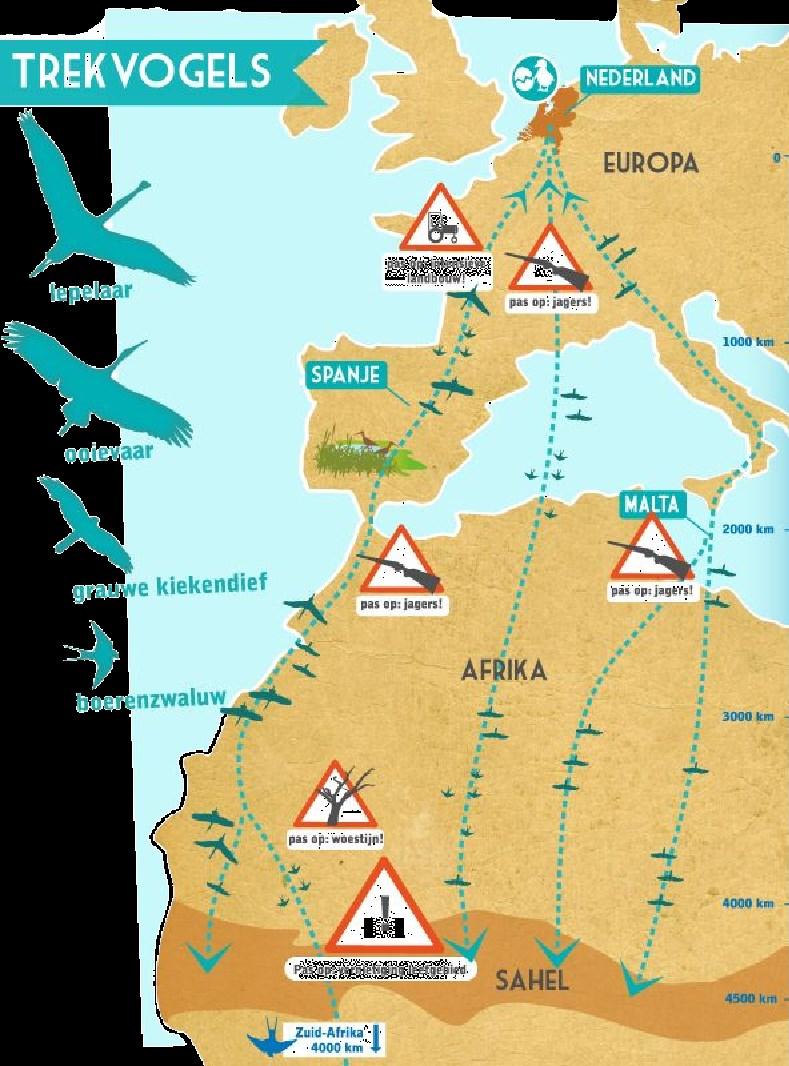 De route Trekvogels vertrekken meestal, als het weer nog goed is. Het vertrek heeft te maken met hoe lang het nog licht is. De dagen worden in het najaar korter.