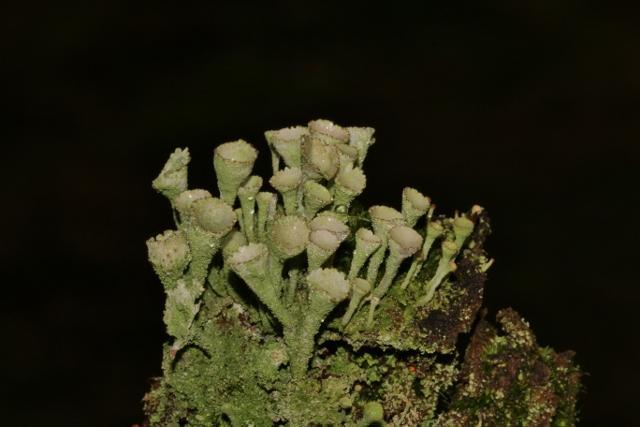 Bekermos in allerlei kleuren Anders dan de naam doet vermoeden is Bekermos geen mossoort, dus geen plantje, maar een korstmos, een samenlevingsvorm van een wier en een schimmel. Waar groeit bekermos?