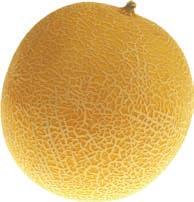 Cantaloupe