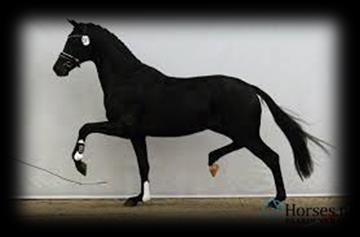 TERUGBLIK KWPN Stallion Show Op 2 februari zijn we met een gezellige groep afgereisd naar Den Bosch, daar vond de KWPN Stallion Show met zaterdag op het programma; de Kampioenskeuring, de KWPN Select