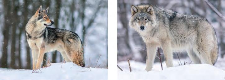 10 Honden, soorten en rassen 1.2 HONDENRASSEN Canis lupus familiaris OORSPRONG De hond behoort net als de wolf tot de familie van de Canidae. Dat is de Latijnse naam voor hondachtigen.