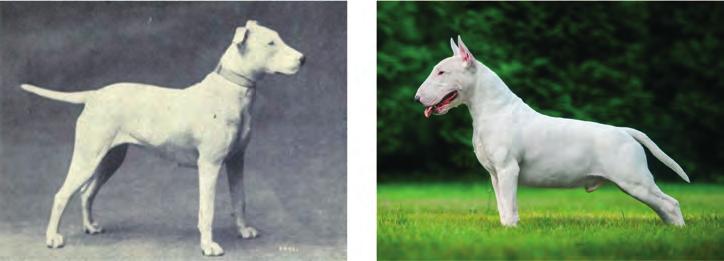 Honden, soorten en rassen 11 Rasstandaard RASSTANDAARD Hondenrassen ontstaan door het selecteren op bepaalde kenmerken, die per ras verschillen.