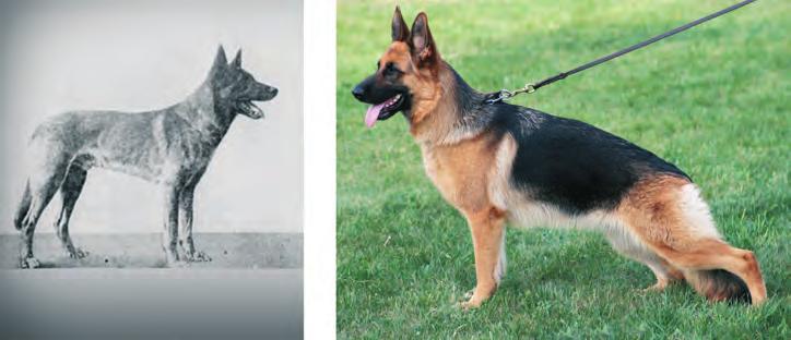 12 Honden, soorten en rassen Afb. 1.4 Duitse herder uit 1904 (links) en moderne Duitse herder uit een showlijn (rechts). VRAGEN 1.