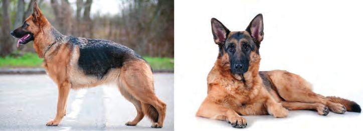 16 Honden, soorten en rassen Duitse herdershond Middelgrote, krachtige en gespierde hond met zadelaftekening.
