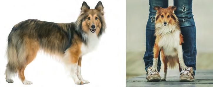 12 Nederlandse schapendoes Shetland sheepdog (Sheltie) Doet denken aan een mini collie (Schotse herder). Herder en drijver.