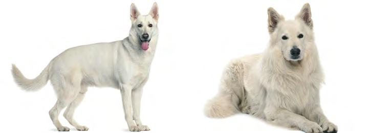 14 Bouvier des flandres Zwitserse witte herder Krachtig, goedbespierde, middelgrote hond met staande oren. Er zijn twee vachttypes: langstokhaar en stokhaar.
