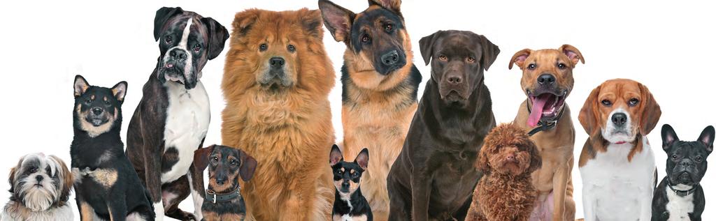 HoofDSTuk 1 Honden, soorten en rassen 1.1 ORIËNTATIE In Nederland komen ruim 400 hondenrassen voor.