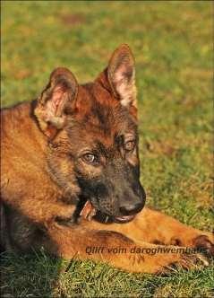 Op zoek naar een pup? Onderstaande kennels hebben momenteel pups. Voor meer informatie over de combinaties, neem contact op met de kennels of kijk op de puppypagina van de VVDH.