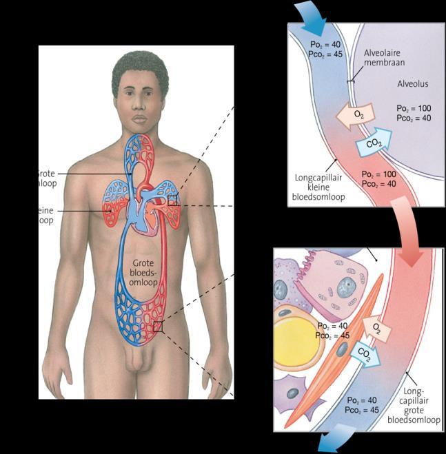 respiratorische membraan Interne ademhaling Diffusie van gassen