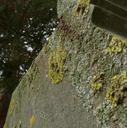 Foto 6 Grafstenen onder bomen ontwikkelen vaak een weelderige begroeiing met stikstofminnende korstmossen (links).