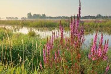 1/ Zaterdag 20 juli van 16u00 tot 18u30: Op zoek naar eetbare en medicinale planten in de Gentbrugse Meersen Een wandeltocht van 2 tot 2,5 uur met een gids, die de Gentbrugse Meersen kent als haar