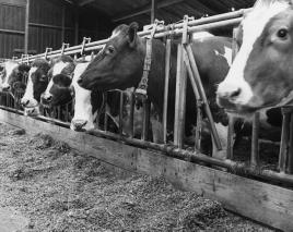 Discussie en conclusies 5 In zes proeven met melkvee is het effect van OEB-niveau in het rantsoen op productieresultaten nagegaan.