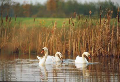 De wegen in het gebied zijn smal en meanderen tussen groen en water.