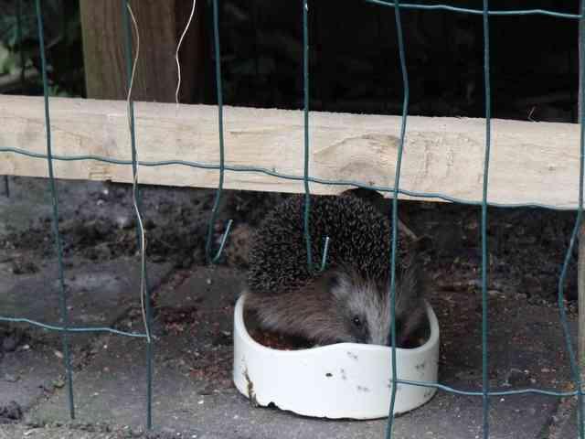 Douwe's natuurnieuws 10 februari 2017 Winterperiode Egel jong Door het zachte winterweer scharrelt deze Egel