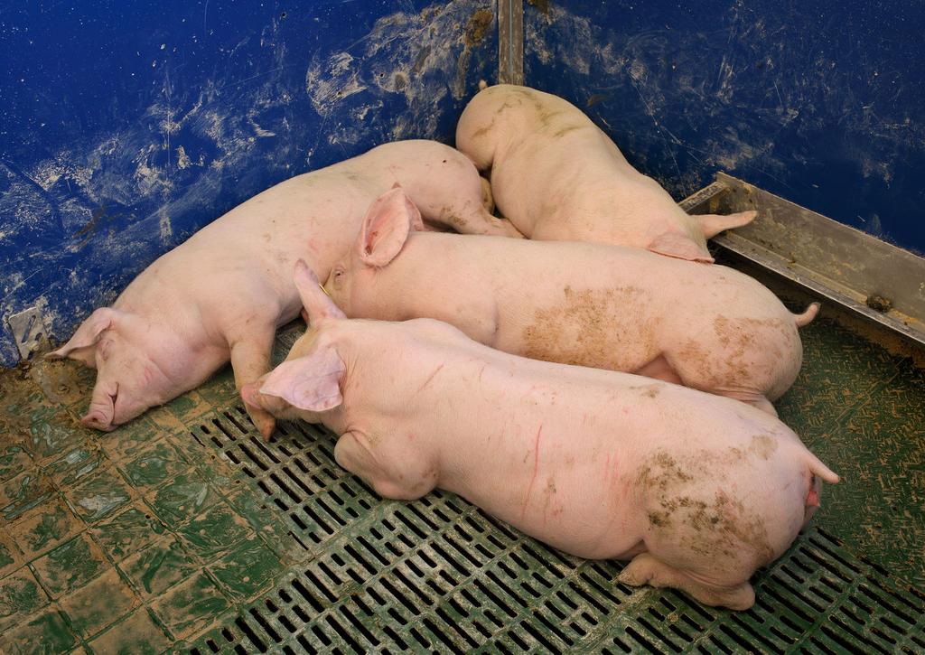 Orthofosfaat gehalten in varkensmest en potentieel voor