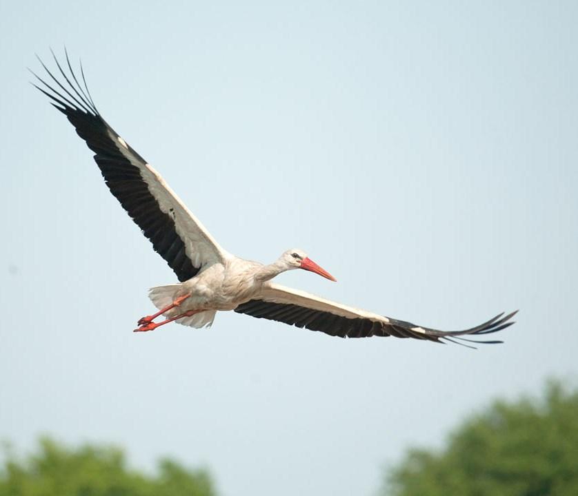 1. Zweven Sommige vogels fladderen altijd met hun