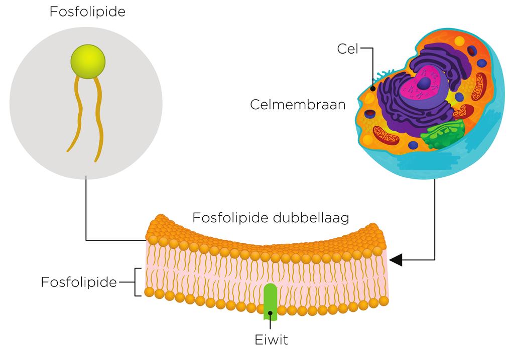 omgeven door een celmembraan. Binnen dit celmembraan zit een waterige structuur, het cytoplasma. In het cytoplasma zijn verschillende onderdeeltjes aanwezig: de organellen.