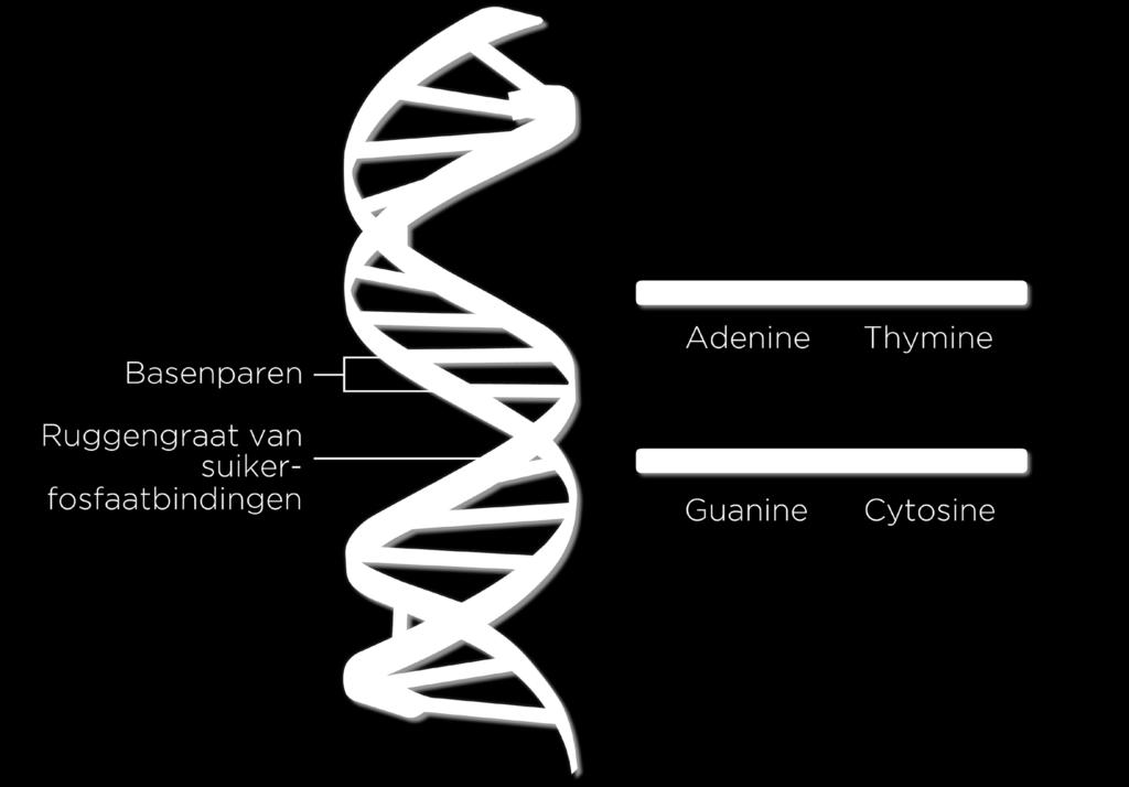 Afbeelding.3 DNA ligt in een dubbele helix..3 Celcyclus.3. Chromosomen Het DNA is verdeeld over specifieke onderdelen: de chromosomen. Erfelijke eigenschappen worden overgedragen via deze chromosomen.