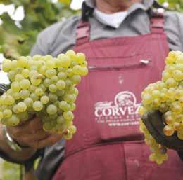 De Prosecco heeft een fijne smaak met zachte tonen van acacia, peer en appel. In de finale frisse impressies van citrus en gist met een lang aanhoudende mousse.