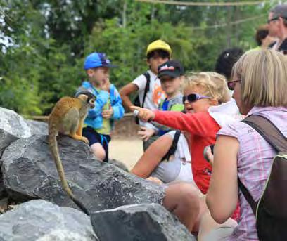 orang-oetans Siamang apen Westelijke