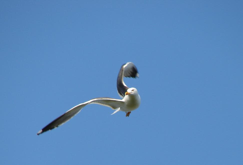 SOVON Vogelonderzoek Nederland Broedvogelmonitoring op Schiermonnikoog in 2010