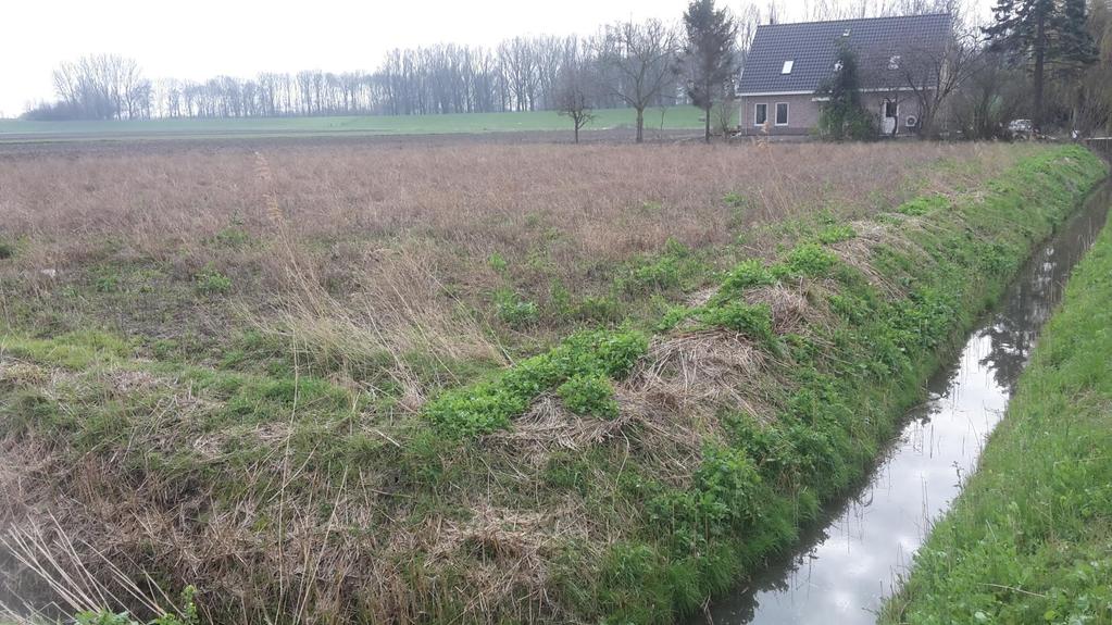 1.4 Veerweg In het wintervoedselveld langs de Veerweg is eenmaal een fazant waargenomen. Er is geen duidelijke verklaring voor dit beperkte resultaat.