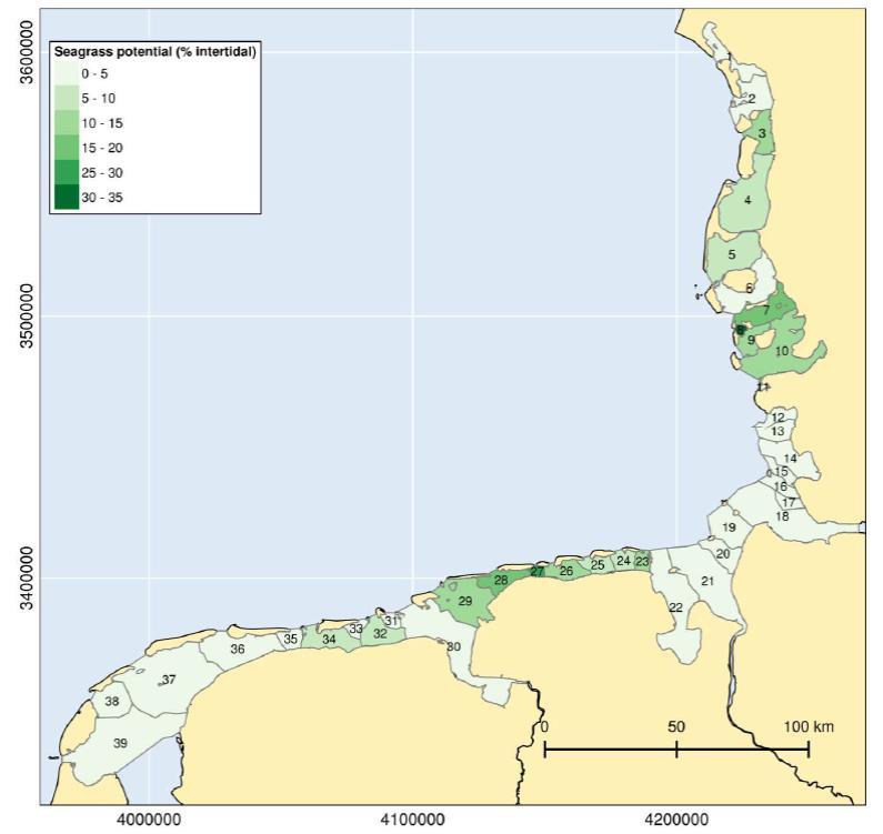 Zeegrasvelden Herstelprojecten voor zeegras in de Waddenzee richten zich op de ontwikkeling van intertidaal zeegras.