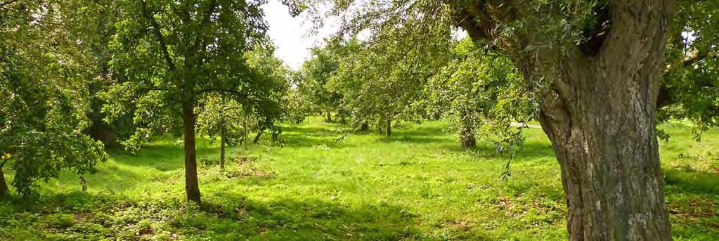 Boomgaard bij Wiel 6 Natte natuur In de loop van de eeuwen is de Diefdijk steeds weer verhoogd. Dat gebeurde door met schop en kruiwagen klei van de voet van de dijk naar boven te brengen.