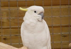 Het natuurlijke verenkleed is grijs met witte vlekken op de vleugels, een bleekgele kop en kenmerkende rood-oranje vlek op de