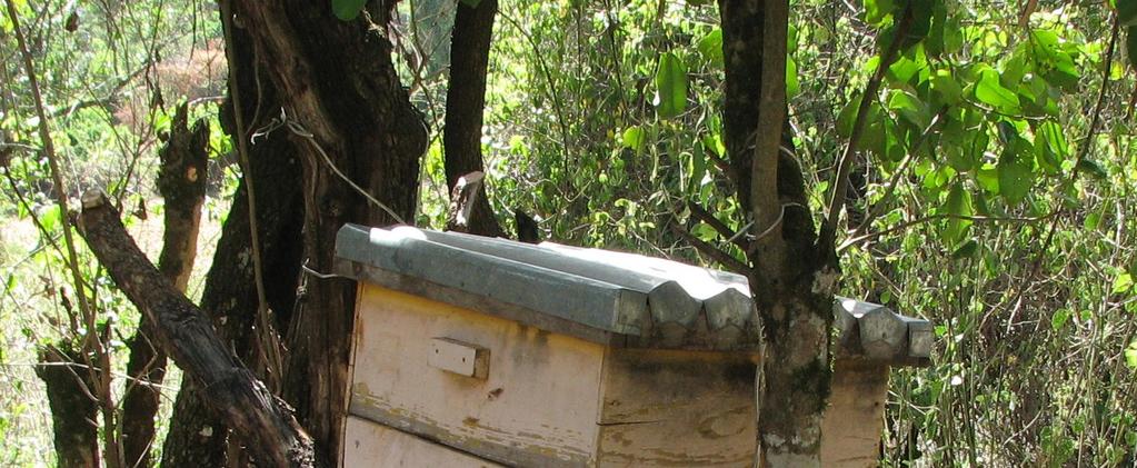 NIEUWSBRIEF juni 2017 (3) Bijenhouderijen TEMA vrouwen Twee van vrouwengroepen beschikken over een door Maji gefinancierde bijenhouderij, de vrouwen in Enthasata en de vrouwen in