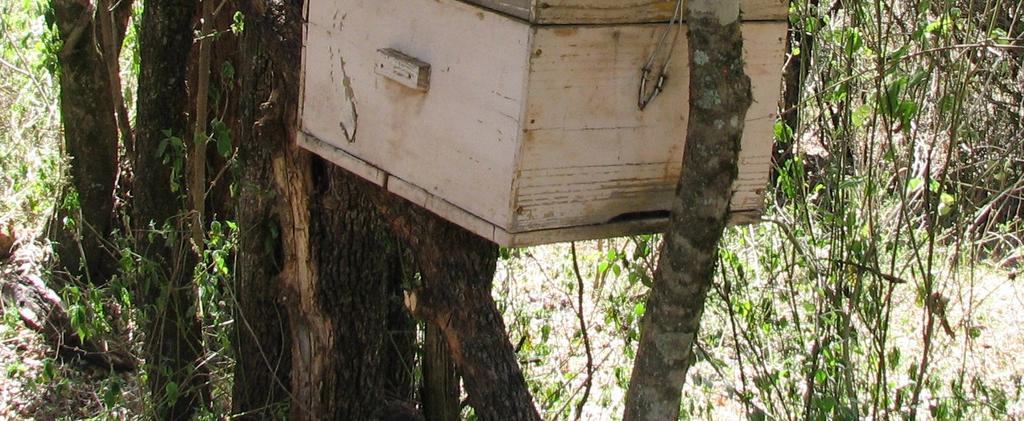 In februari jl. waren er in Narotia twee bijenkasten bevolkt met bijen. Beide bijenhouderijen oogsten tweemaal per jaar.