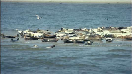 Rustende zeehonden De natuur houdt niet op bij de grens. Het is onderdeel van een groter geheel. Daarom zijn er regels opgesteld voor alle Europese lidstaten.