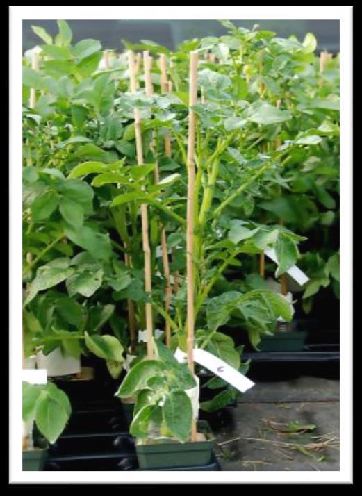 Proef bescherming nieuwe groei, resultaten Zorvec beschermt nieuw blad zeer goed door systemische werking en goede herverdeling in de plant % bestrijding Phytophthora T + 15