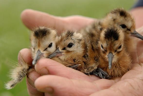 Behoud en herstel vogelpopulaties: aanwas, voldoende jongen vliegvlug Broedparen,