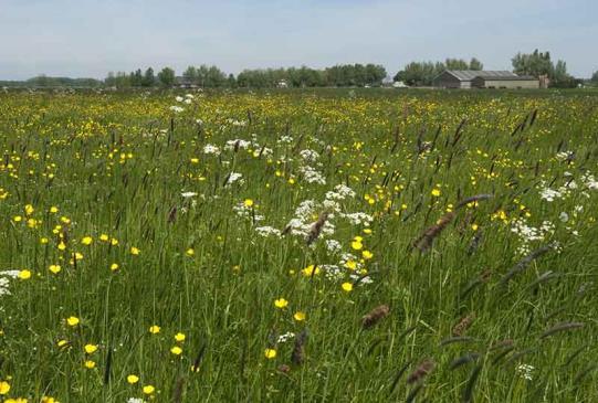 Leefgebied van weidevogels: - Broedvogels: plasdras (voedsel), geschikte nestplaats - Nesten: veiligheid,